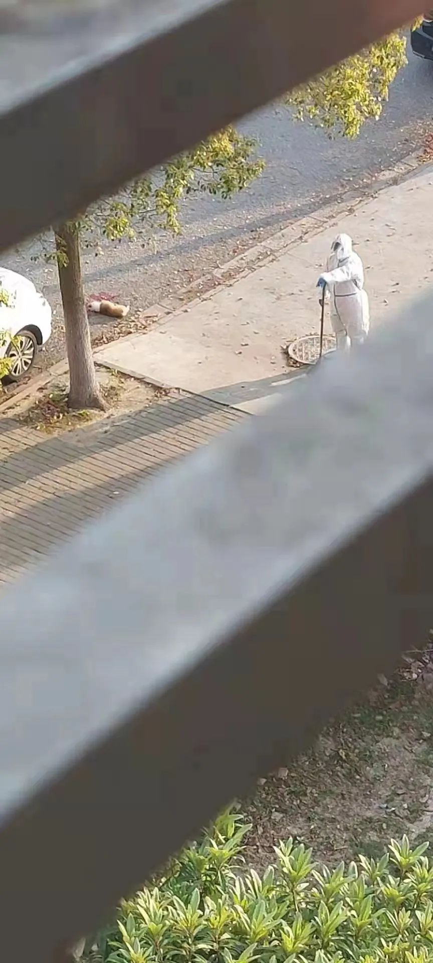 上海之大，已容不下一只小柯基了么？它犯了什么错，竟遭此毒手？！(图6)